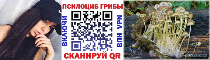 Купить  Пролетарск  Галлюциногенные грибы Cubensis 